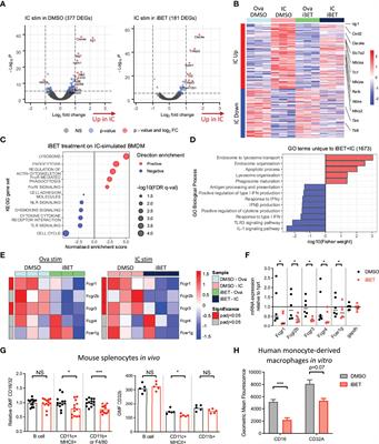 Bromodomain Inhibitors Modulate FcγR-Mediated Mononuclear Phagocyte Activation and Chemotaxis